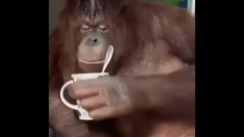 Monkey drinks coffee alone