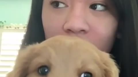 Golden Retriever Puppy “I do my lil dancy dance”