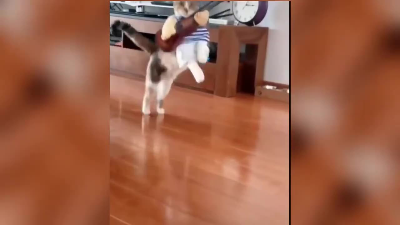 Funny cat memes 😂😂😂