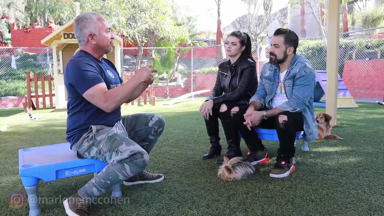 Cesar Millan On How To Get Dogs and Parrots to Get Along
