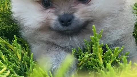 Cute puppy placing alone at field