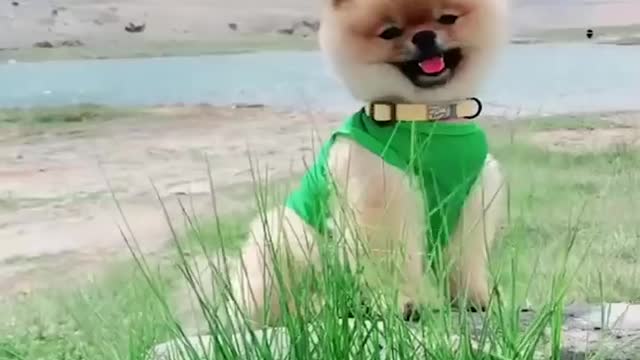 Mini Pomeranian - Funny Videos