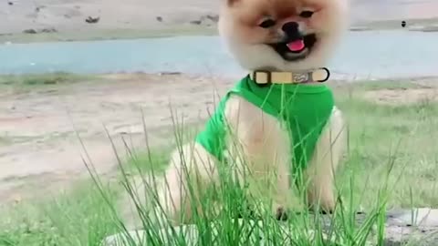 Mini Pomeranian - Funny Videos