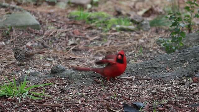 Daily 10-Minute Mindfulness Meditation- Bird Song