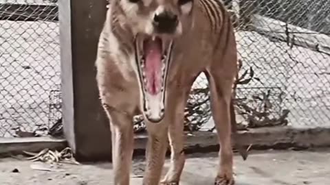 Tasmanian Tiger