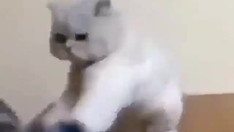 Funny cats 01