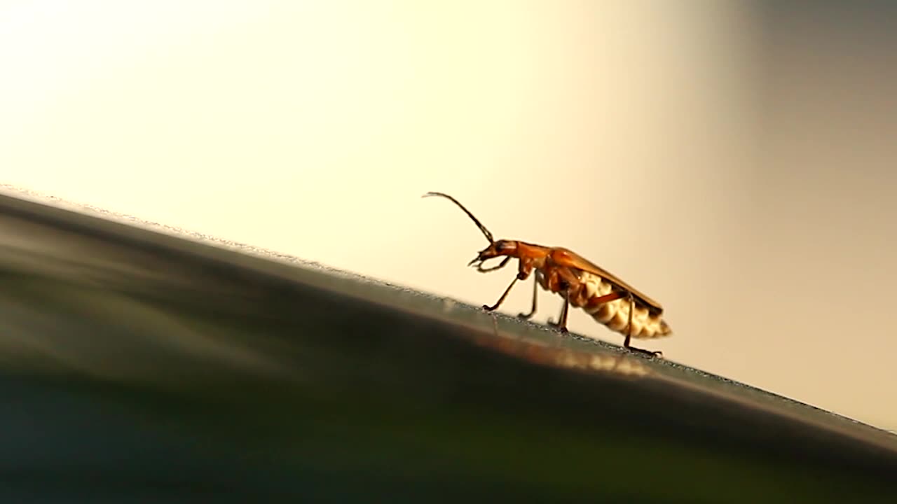 Soldier Beetle