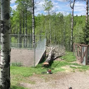 My uncle cuts a tree and almost hits fence