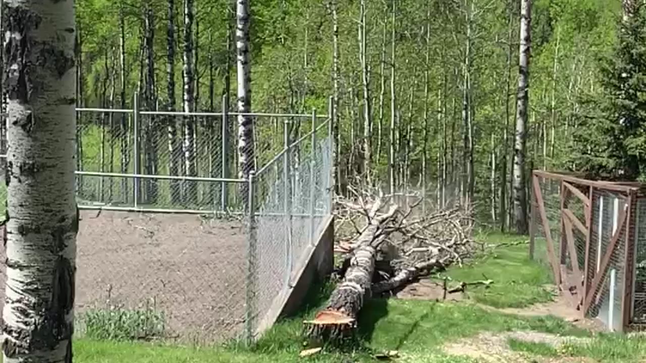 My uncle cuts a tree and almost hits fence