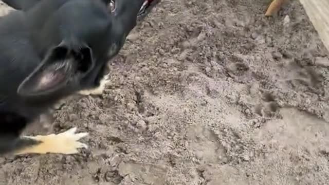 Dog training videos