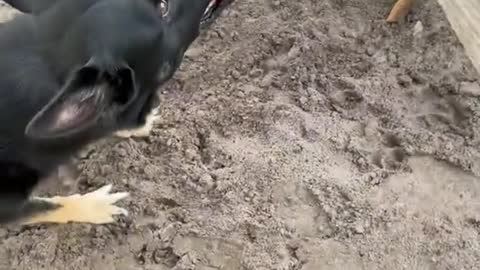 Dog training videos
