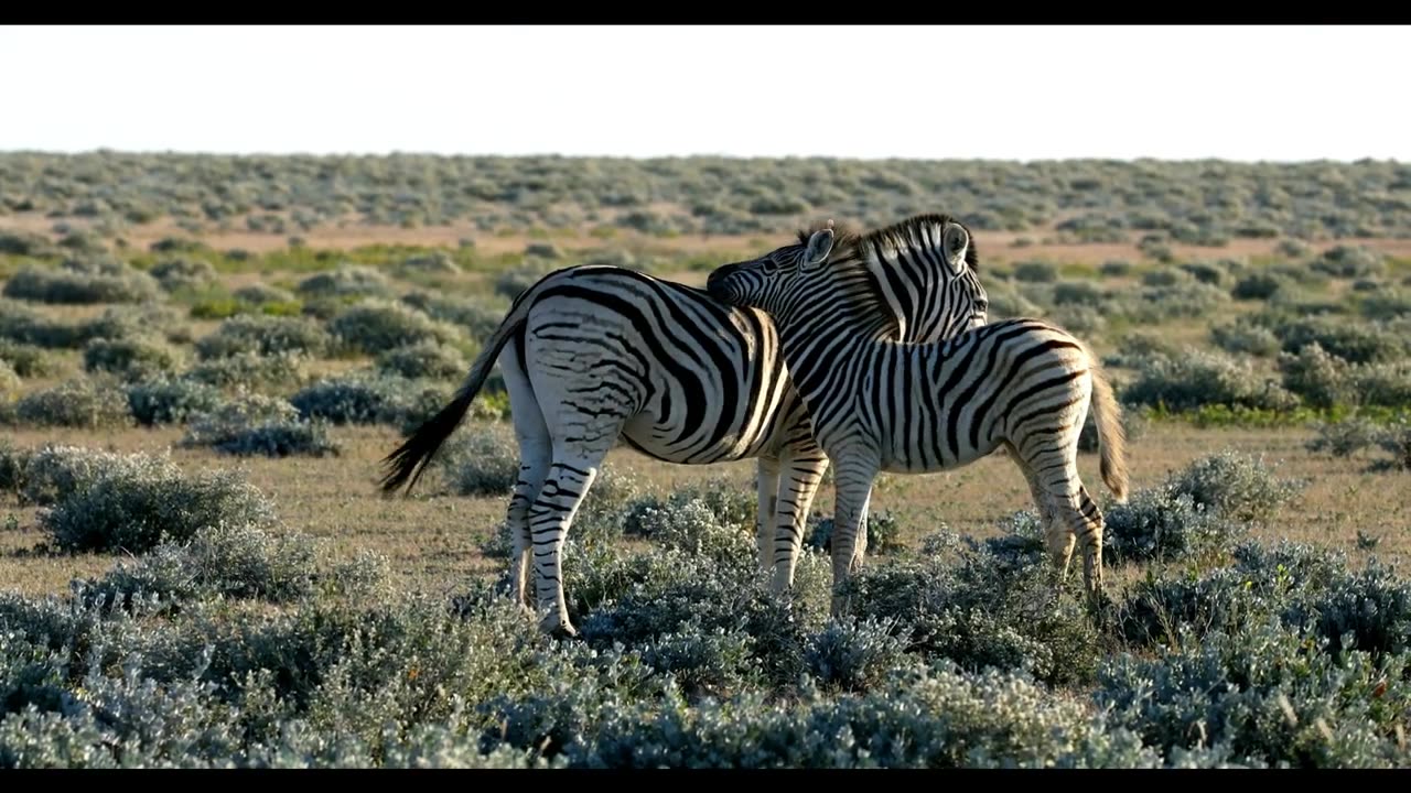 National Parks, wild animals documentary for Kids Video