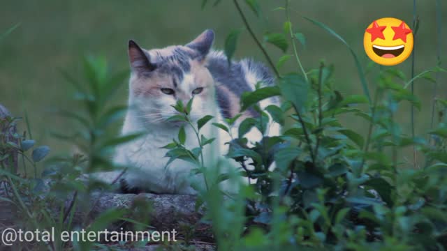 Cat playing in bushes