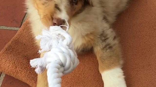 Worlds cutest puppy plays tug o war the very first time