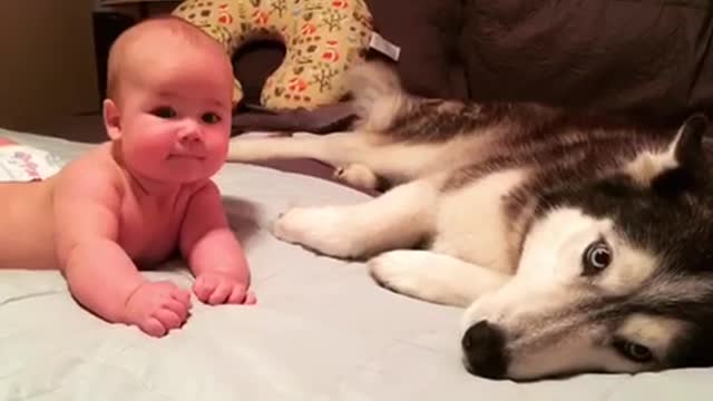 Husky gives loving embrace to new baby additiohhhjnb