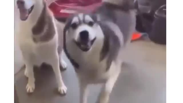 Happy husky doggie dancing 🐶