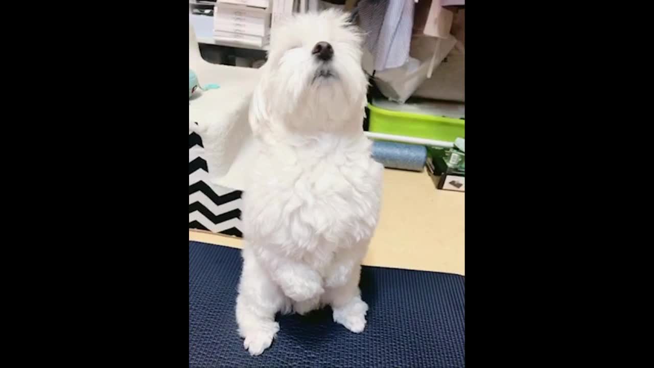 A puppy whine on two feet