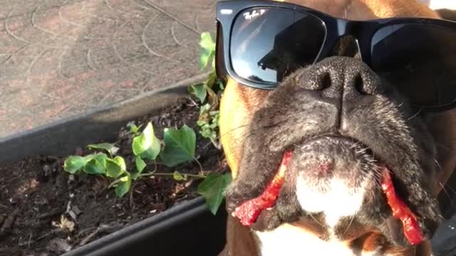 Dog hides bacon in his mouth