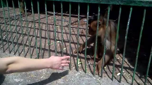 Monkeys at zoo shake hands with visitors