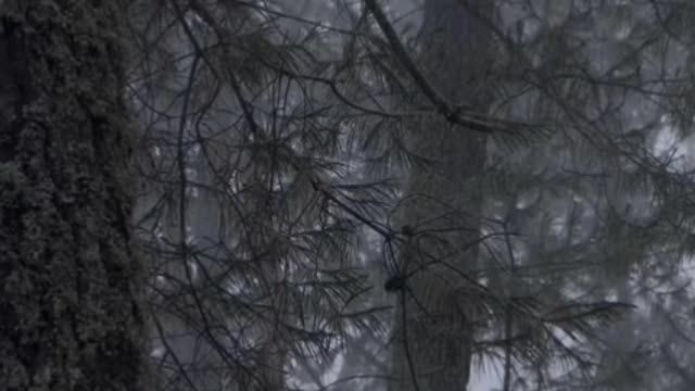 Gloomy forest full of trees during a rainy afternoon