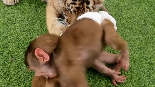 Baby baboon playing with baby tiger