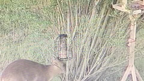 Deers feeding