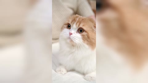 Cute and Beautiful Cat 😸😸 Videos!! Cute Cat🐱🐱 Relaxing videos||