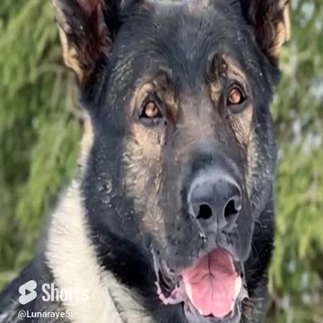 K9 Max: CO Transportation Police