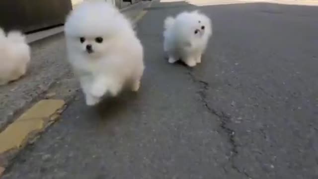 Three cute and funny dogs playing rode and rooms. Best dog video.