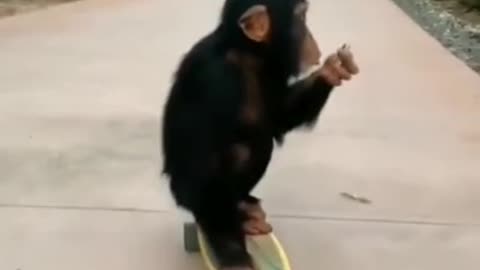 Funny monkey play this game well