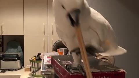 Funny parrot