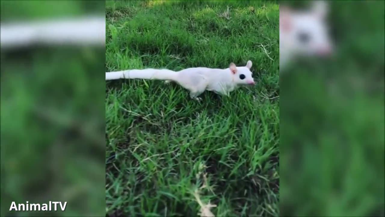 Flying cute squirrel