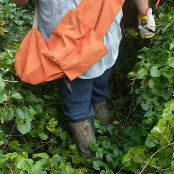 Clearing line for a land survey. Bad language and 400 pound field hand who bitches non stop