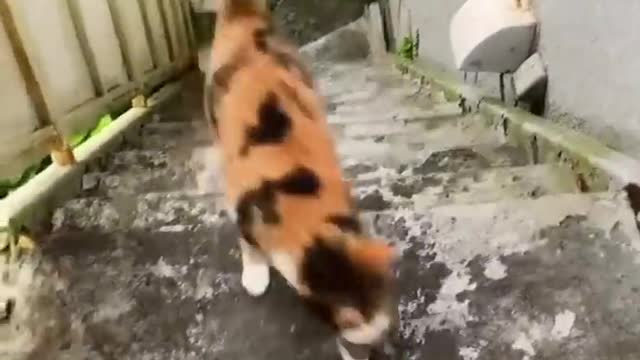 ments Viral Clips #shorts Videoš¹_ #trending #animals #funny #reels