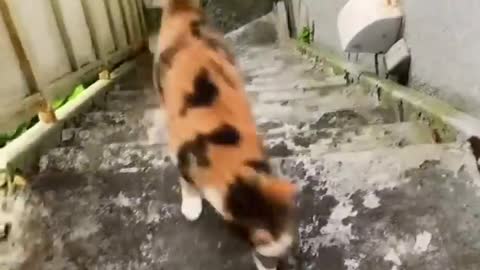 ments Viral Clips #shorts Video😹_ #trending #animals #funny #reels