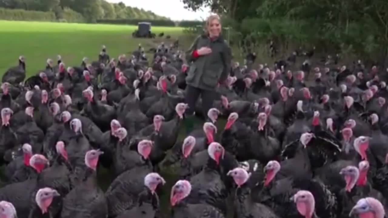 turkeys vs lady