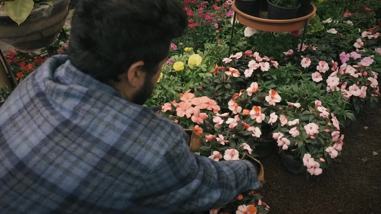 Gardener arranges potted flowers