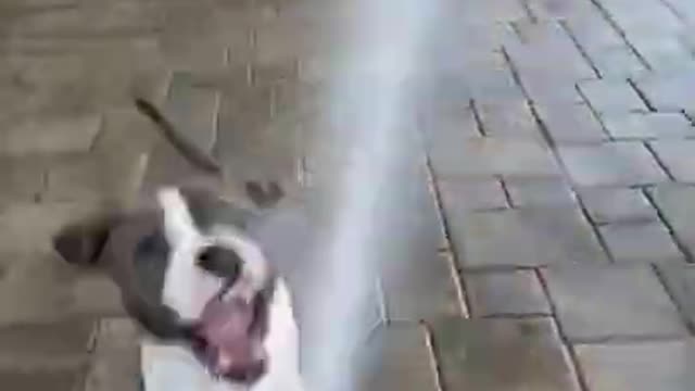 Cute and Funny Dog Videos Compilation 2022