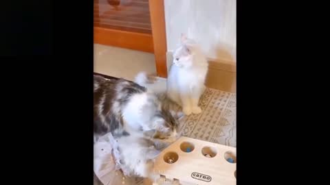 funny Cats