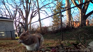 Cute Squirrel eating a snack of corn