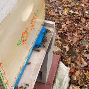 Frangipani November 22