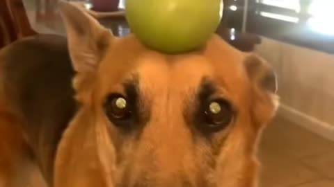 Try not to laugh pets edition 🤣😂🤣😂