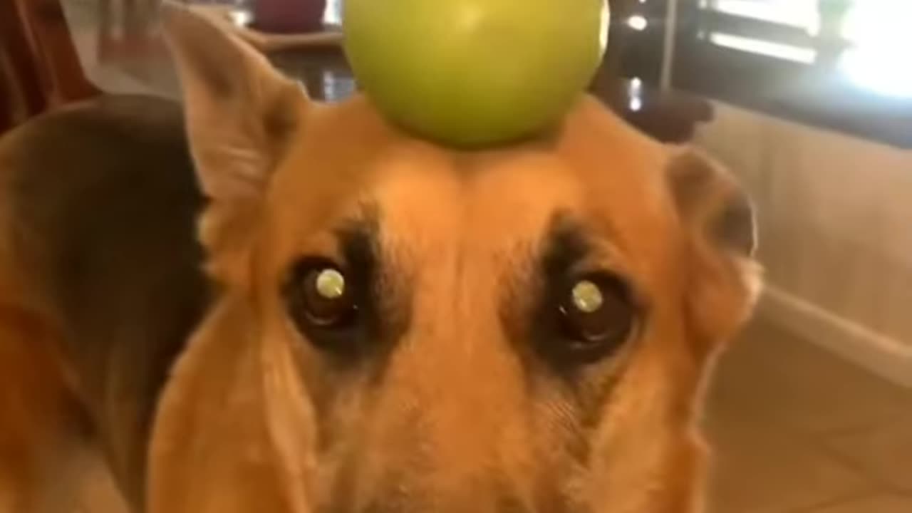 Try not to laugh pets edition 🤣😂🤣😂