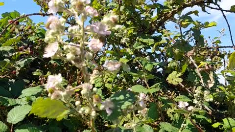 Chemtrailing - Where there's bramble flowers, there's bees