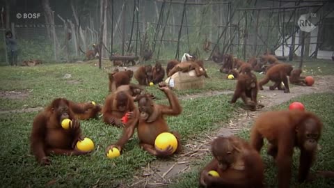 Voice of the Orangutans