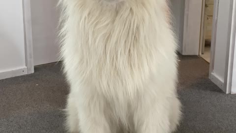 Look at those Samoyed's magic ears