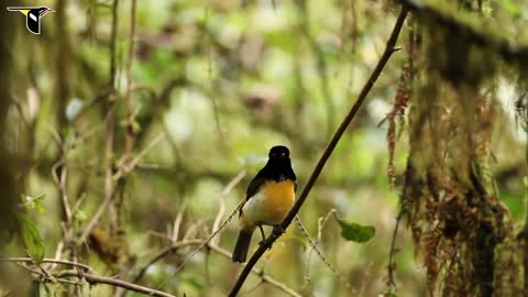 Amazing nature birds in singing in the forrest