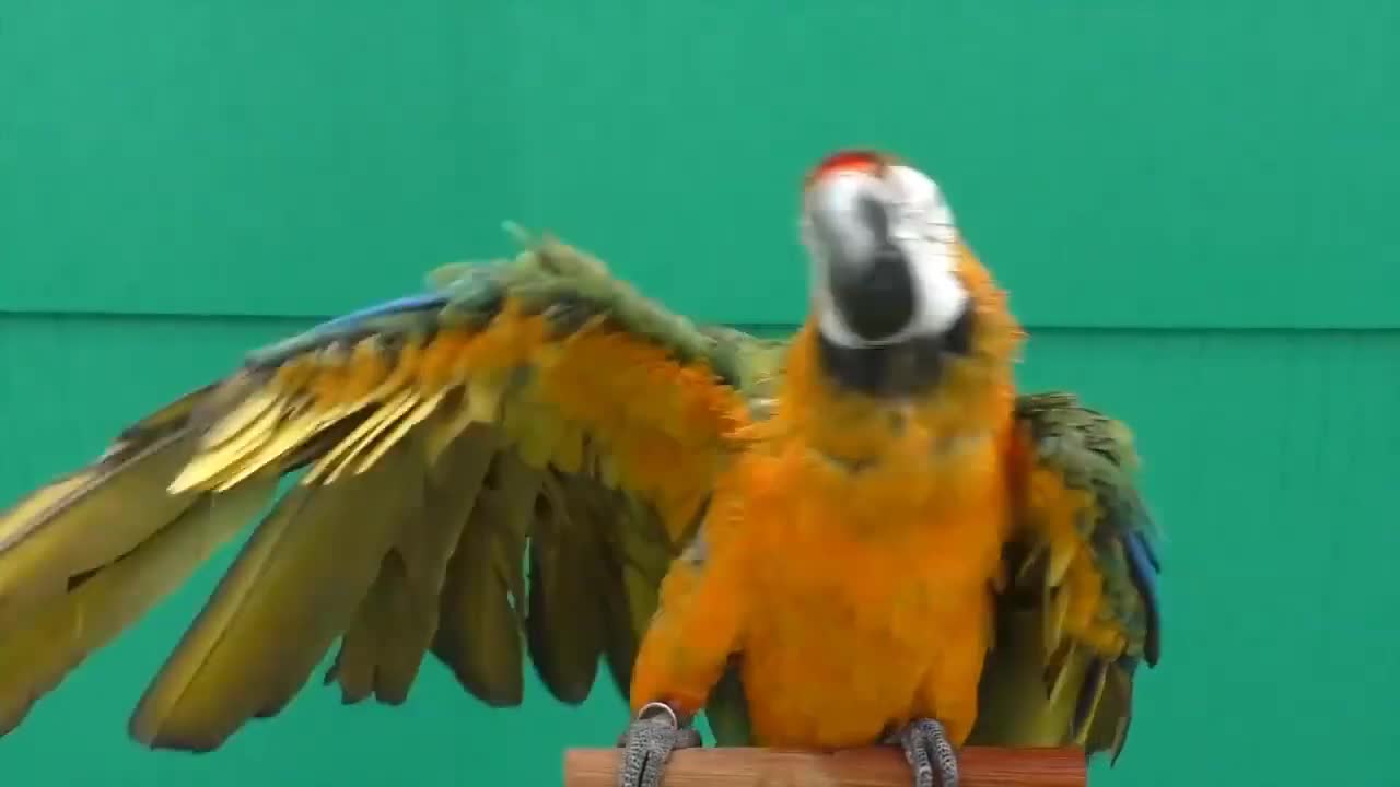 Macaow and birds dance