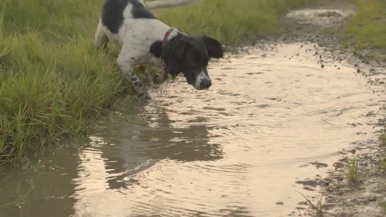 Tracking Shot of Dog Playing In a Puddle