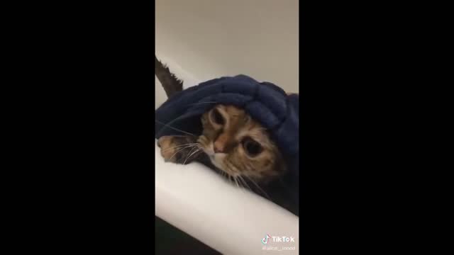 FUNNIEST And CUTEST CAT VIDEOS 😸 2022 -Don't try to hold back Laughter 😂| YUFUS